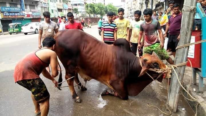 গরু জবেহ করার নিয়ম ২০২৪ । জবেহ এর স্থানে খোঁচা দিয়ে গরু কোরবানী নষ্ট করছেন না তো?